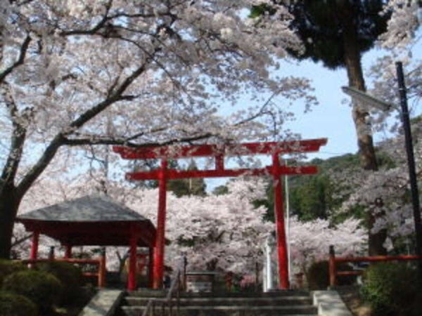 【岩国・玖珂発】 萩八景お花見遊覧と山口3つの桜めぐり 日帰り3